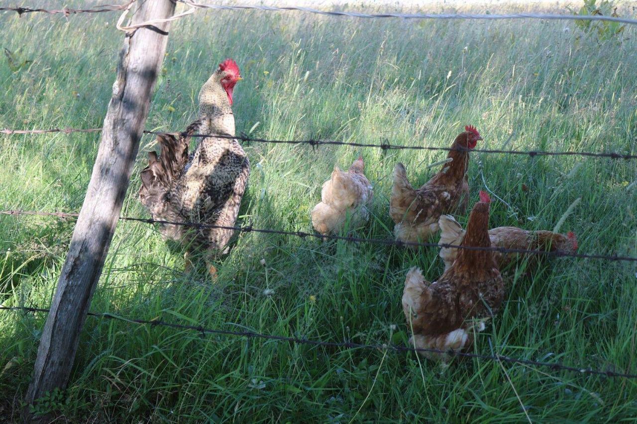 Hotel Organic Family Farm Žabljak Exteriér fotografie